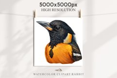 Baltimore Oriole Birds Clipart Forest PNG Nursery Art Image Watercolor  Transparent Print invitation t-shirt designs sublimation kids printable digital watercolor cute Baltimore Oriole, Safari birds bird clipart, sublimation nursery drawing Savanna