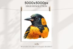 Baltimore Oriole Birds Clipart Forest PNG Nursery Art Image Watercolor  Transparent Print invitation t-shirt designs sublimation kids printable digital watercolor cute Baltimore Oriole, Safari birds bird clipart, sublimation nursery drawing Savanna