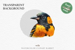 Baltimore Oriole Birds Clipart Forest PNG Nursery Art Image Watercolor  Transparent Print invitation t-shirt designs sublimation kids printable digital watercolor cute Baltimore Oriole, Safari birds bird clipart, sublimation nursery drawing Savanna