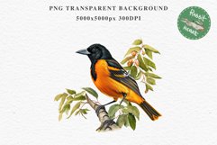 Baltimore Oriole Birds Clipart Forest PNG Nursery Art Image Watercolor  Transparent Print invitation t-shirt designs sublimation kids printable digital watercolor cute Baltimore Oriole, Safari birds bird clipart, sublimation nursery drawing Savanna