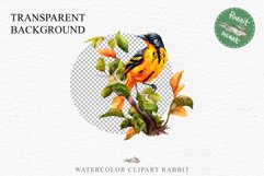 Baltimore Oriole Birds Clipart Forest PNG Nursery Art Image Watercolor  Transparent Print invitation t-shirt designs sublimation kids printable digital watercolor cute Baltimore Oriole, Safari birds bird clipart, sublimation nursery drawing Savanna