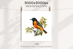 Baltimore Oriole Birds Clipart Forest PNG Nursery Art Image Watercolor  Transparent Print invitation t-shirt designs sublimation kids printable digital watercolor cute Baltimore Oriole, Safari birds bird clipart, sublimation nursery drawing Savanna