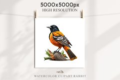 Baltimore Oriole Birds Clipart Forest PNG Nursery Art Image Watercolor  Transparent Print invitation t-shirt designs sublimation kids printable digital watercolor cute Baltimore Oriole, Safari birds bird clipart, sublimation nursery drawing Savanna