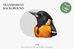 Baltimore Oriole Birds Clipart Forest PNG Nursery Art Image Watercolor  Transparent Print invitation t-shirt designs sublimation kids printable digital watercolor cute Baltimore Oriole, Safari birds bird clipart, sublimation nursery drawing Savanna