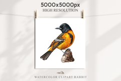 Baltimore Oriole Birds Clipart Forest PNG Nursery Art Image Watercolor  Transparent Print invitation t-shirt designs sublimation kids printable digital watercolor cute Baltimore Oriole, Safari birds bird clipart, sublimation nursery drawing Savanna