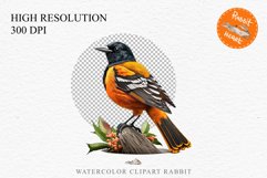 watercolor cute Baltimore Oriole, Safari birds bird clipart, sublimation nursery drawing Savanna Baltimore Oriole Birds Clipart Savanna PNG Nursery Art Image Watercolor  Transparent Print invitation t-shirt designs sublimation kids printable digital