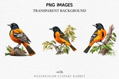 watercolor cute Baltimore Oriole, Safari birds bird clipart, sublimation nursery drawing Savanna Baltimore Oriole Birds Clipart Savanna PNG Nursery Art Image Watercolor  Transparent Print invitation t-shirt designs sublimation kids printable digital