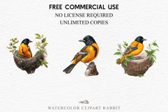 watercolor cute Baltimore Oriole, Safari birds bird clipart, sublimation nursery drawing Savanna Baltimore Oriole Birds Clipart Savanna PNG Nursery Art Image Watercolor  Transparent Print invitation t-shirt designs sublimation kids printable digital