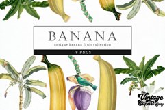 Banana Vintage Fruit Botanical Clip Art Product Image 1