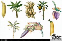 Banana Vintage Fruit Botanical Clip Art Product Image 3