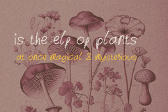 Baycat hairline Product Image 3