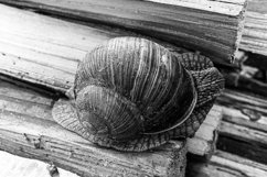 Big garden snail in shell crawling on wet road hurry home Product Image 5