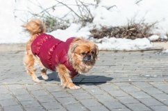 Small little Pekingese dog in winter Product Image 1