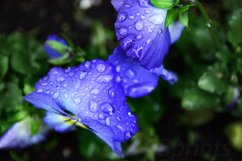 Nature photo, floral photo, spring photo, pansies photo Product Image 1