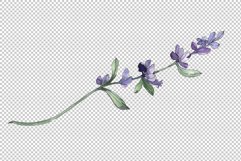 Bouquet summer breeze lavender watercolor png Product Image 5