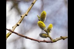 Pussy willow Product Image 1
