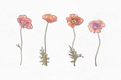 Watercolor poppy flower clipart | Watercolor floral clipart Product Image 3