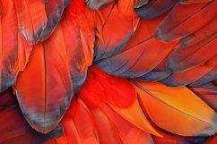 Macaw Feathers Background Wallpaper Product Image 1