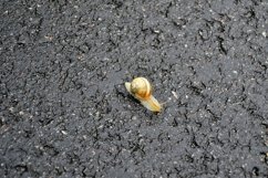 Big garden snail in shell crawling on wet road hurry home Product Image 18
