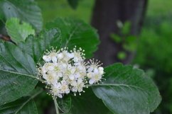 blooming flowers in the garden Product Image 1