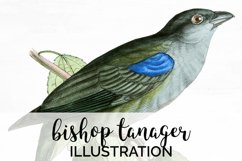 Bird Clipart Tanager Product Image 1