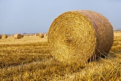 agricultural field with straw stacks Product Image 2