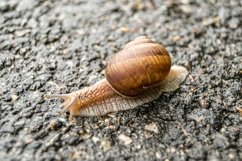 Big garden snail in shell crawling on wet road hurry home Product Image 30