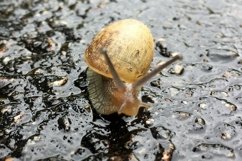 Big garden snail in shell crawling on wet road hurry home Product Image 2