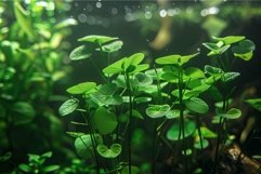 Lush green aquatic plants growing in aquarium with blurred b Product Image 1