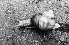 Big garden snail in shell crawling on wet road hurry home Product Image 12
