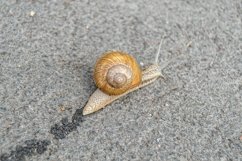Big garden snail in shell crawling on wet road hurry home Product Image 15