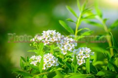 Stock Photo - Blooming white spirea on a spring day close-up Product Image 1