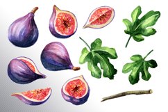 Fig fruit. Watercolor collection Product Image 7