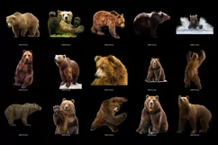 100 BEARS TRANSPARENT PNG FILES, ANIMALS PHOTOSHOP OVERLAYS Product Image 4