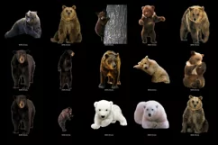 100 BEARS TRANSPARENT PNG FILES, ANIMALS PHOTOSHOP OVERLAYS Product Image 3