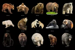100 BEARS TRANSPARENT PNG FILES, ANIMALS PHOTOSHOP OVERLAYS Product Image 2