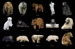 100 BEARS TRANSPARENT PNG FILES, ANIMALS PHOTOSHOP OVERLAYS Product Image 8