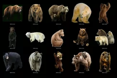 100 BEARS TRANSPARENT PNG FILES, ANIMALS PHOTOSHOP OVERLAYS Product Image 7