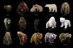 100 BEARS TRANSPARENT PNG FILES, ANIMALS PHOTOSHOP OVERLAYS Product Image 6