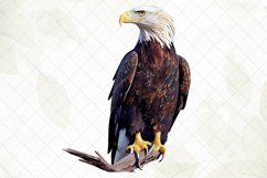 Beautiful Eagle Watercolor Sublimation Clipart Product Image 3