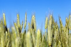 Field with cereal Product Image 1