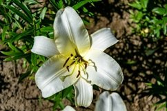 Fine wild growing flower on background meadow Product Image 1