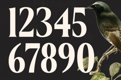 Belasfa Cantter - Modern Serif Font Product Image 14