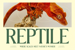 Benfica Royale - All Caps Serif Display Product Image 2