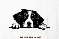 Bernese Mountain Dog SVG | Peeking Bernese PNG Cut File DXF Product Image 1