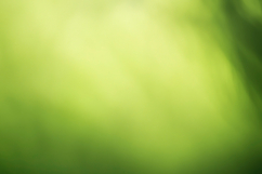 Green Background Wallpaper Product Image 1