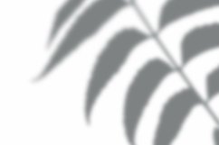 Aspidistra Leaves Shadow Overlay Effect Mockup Product Image 2