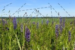 blue lupine Product Image 1