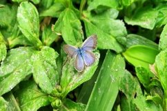 the sight of a butterfly alighting on green leaves Product Image 1