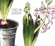 Spring flowers clipart. Hyacinth PNG Product Image 4